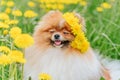 A beautiful fluffy dog Ã¢â¬â¹Ã¢â¬â¹sits among flowers with a wreath on his head and smiles. Royalty Free Stock Photo